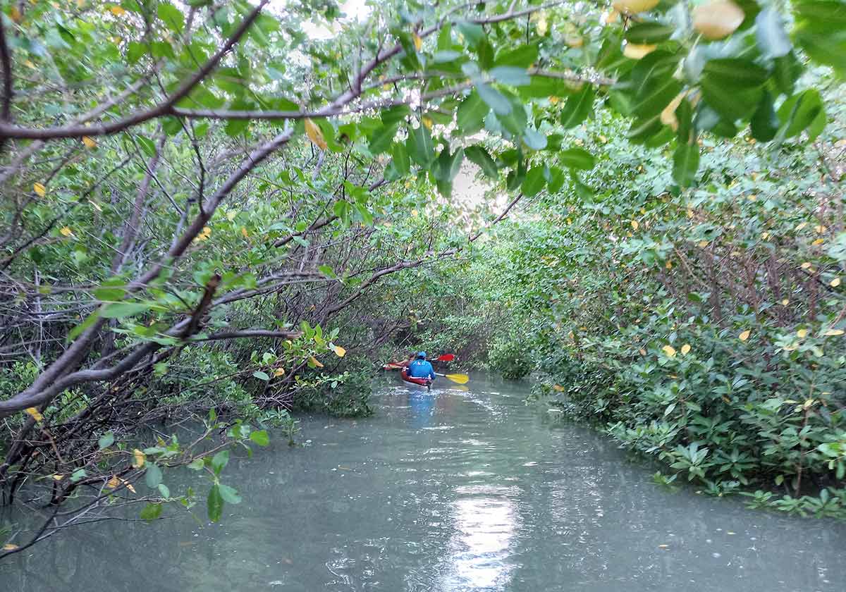 People Kayaking through a Mangrove